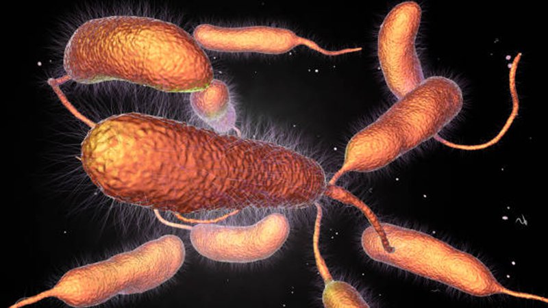 Hình ảnh minh họa Phẩy khuẩn tả Vibrio Cholerae thuộc họ Vibrionaceae